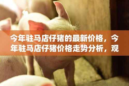 驻马店仔猪最新价格走势深度解读,今年价格分析与观点阐述