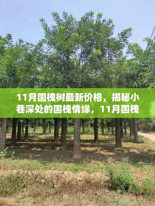 揭秘国槐情缘，小巷深处的特色小店与最新国槐树价格解析