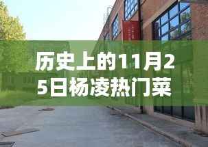 历史上的杨凌菜价探秘,十一月二十五日小巷深处的时光味道与热门菜价揭秘