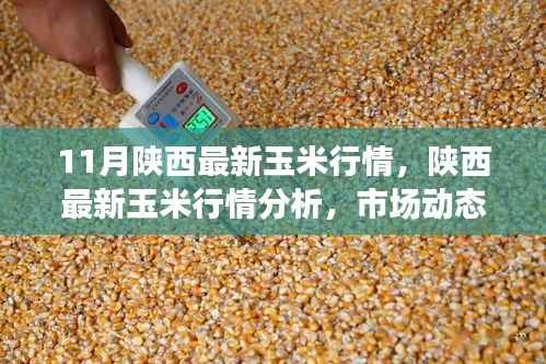 陕西玉米最新行情分析,市场动态、趋势展望与行情解读