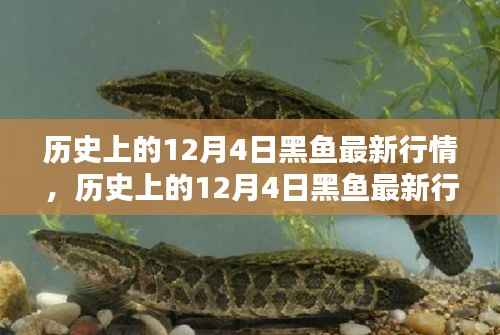 历史上的12月4日黑鱼行情深度解析，特性、体验、竞品对比与用户群体分析