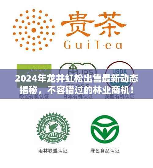 2024年龙井红松出售最新动态揭秘，不容错过的林业商机！