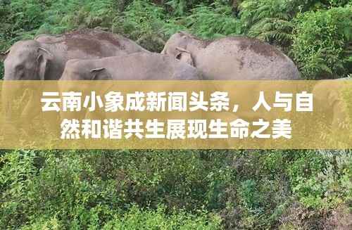 云南小象成新闻头条,人与自然和谐共生展现生命之美