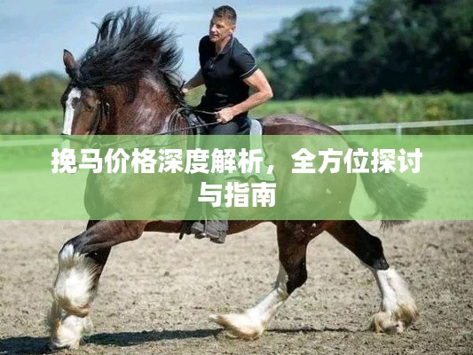 挽马价格深度解析,全方位探讨与指南