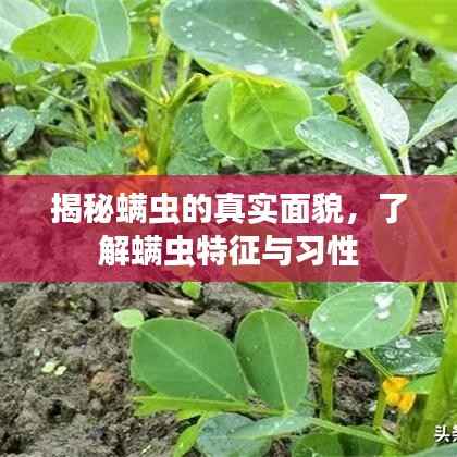 揭秘螨虫的真实面貌,了解螨虫特征与习性