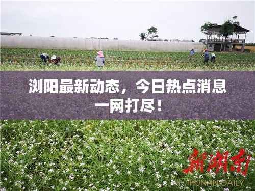 浏阳最新动态,今日热点消息一网打尽!