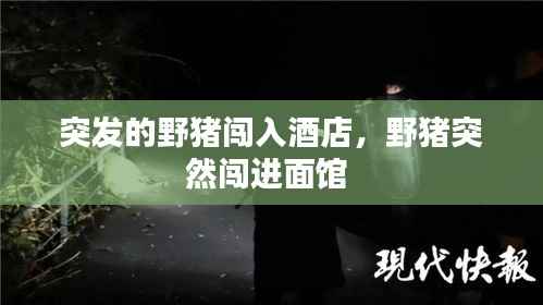 突发的野猪闯入酒店，野猪突然闯进面馆 