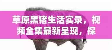 草原黑猪生活实录，视频全集最新呈现，探索黑猪草原生活的独特魅力