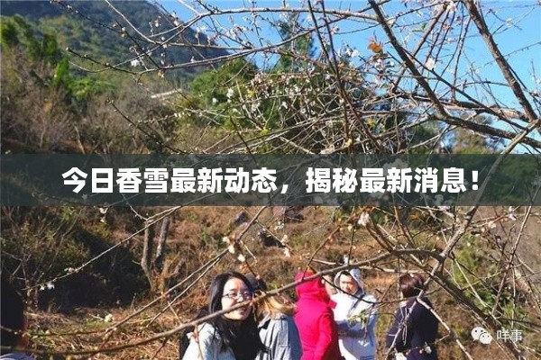 今日香雪最新动态,揭秘最新消息!